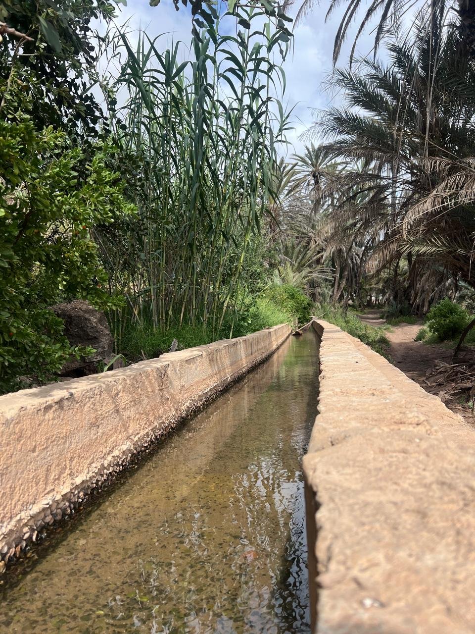 Irrigation channel and greenery at Ain Lahjar oasis